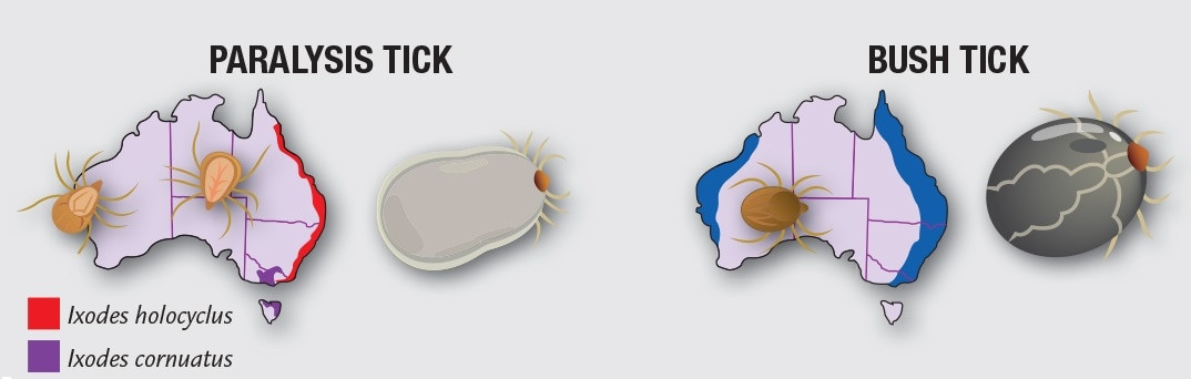 Paralysis Tick or not ?